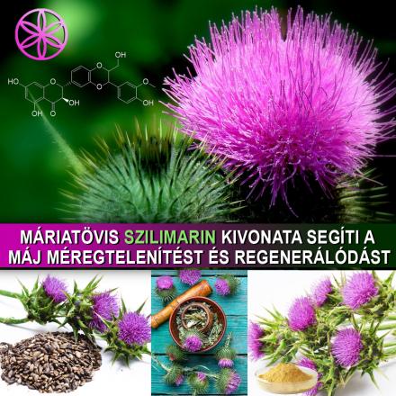 Máriatövis és szilmarin kivonat